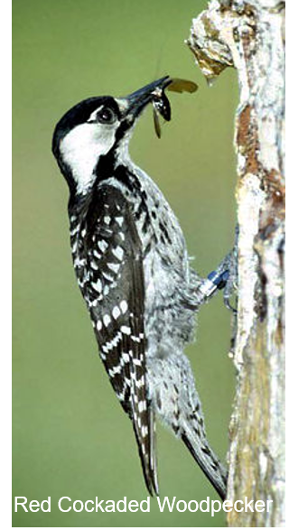 Redcockaded Woodpecker