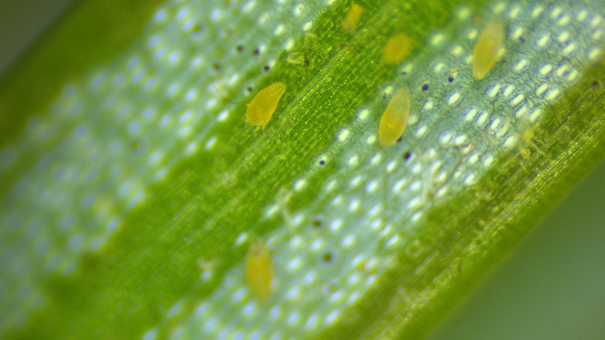 Multiple rust mites on Canaan needle