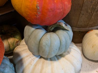stackable pumpkin_10_2024 (1)
