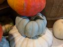 stackable pumpkin_10_2024 (1)