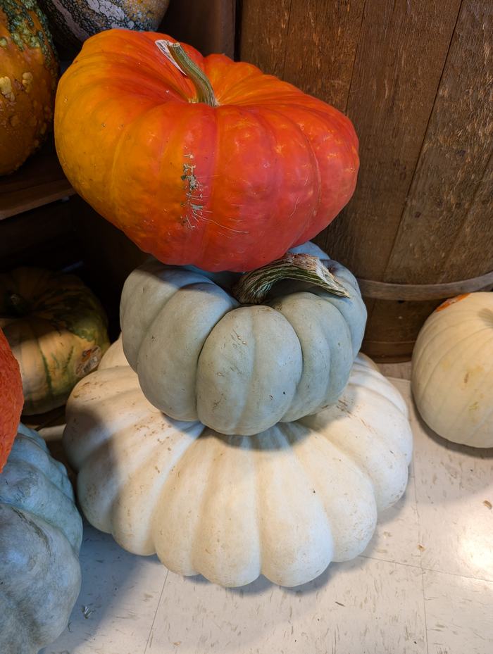 stackable pumpkin_10_2024 (1)