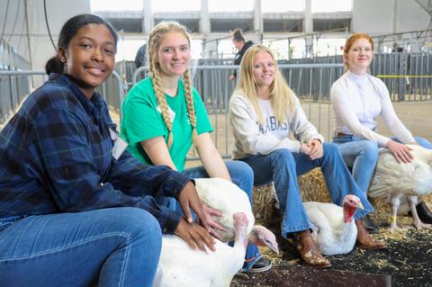 Four young people seated on hay bales handling white turkeys in a livestock barn