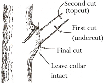 three cut method