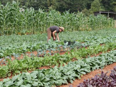 Person is bending over picking leafy vegetables in a field