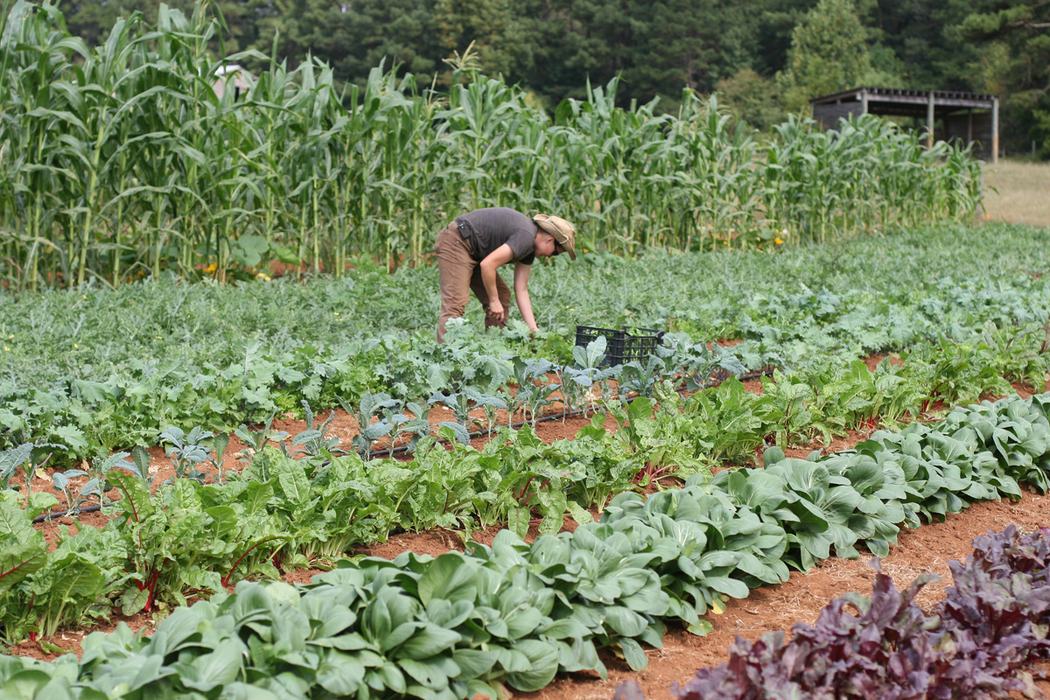 Person is bending over tending leafy vegetables in a field