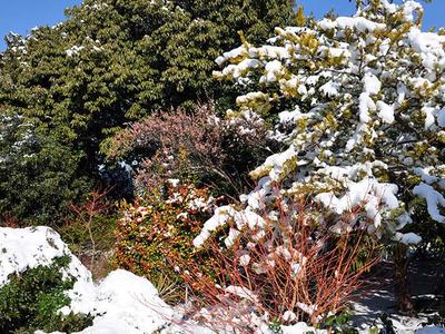 shrubs with snow on them