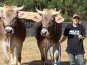 Two oxen yoked side-by-side led by a person wearing a "MILK'S GOT GAME" shirt