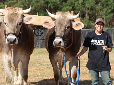 Two oxen yoked side-by-side led by a person wearing a "MILK'S GOT GAME" shirt