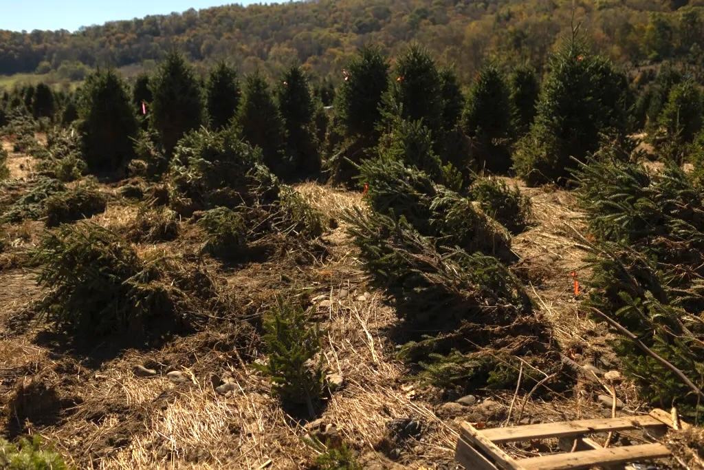 Cut evergreen Christmas trees laid on a grassy field at a tree farm