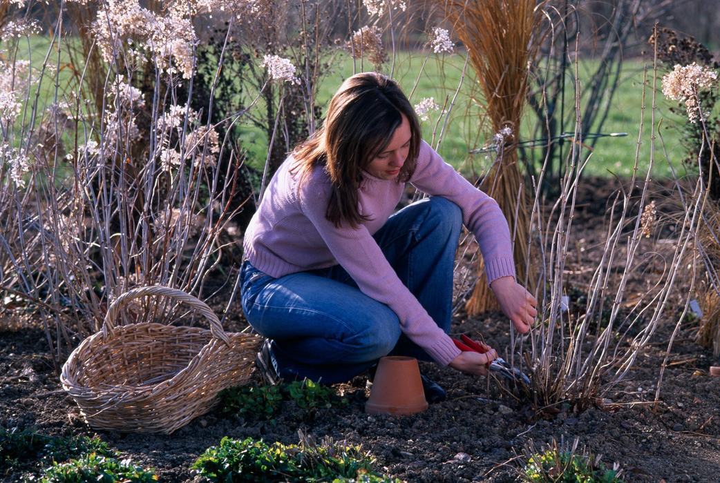 A woman harvests from her garden.