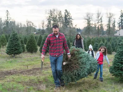 Man dragging cut Christmas tree with family walking behind in tree farm