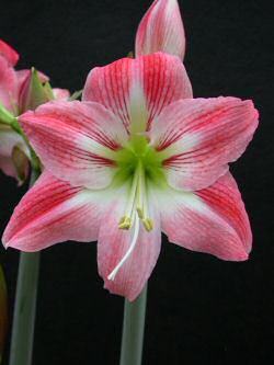 Amaryllis Flower