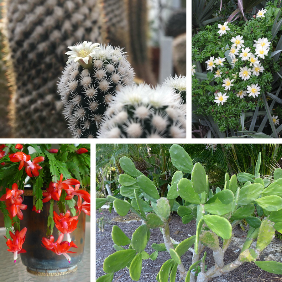 A plate of 4 photos showing different cacti of various growth habits and flower colors.
