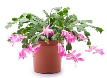 Christmas Cactus in flower