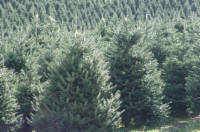 Christmas tree image