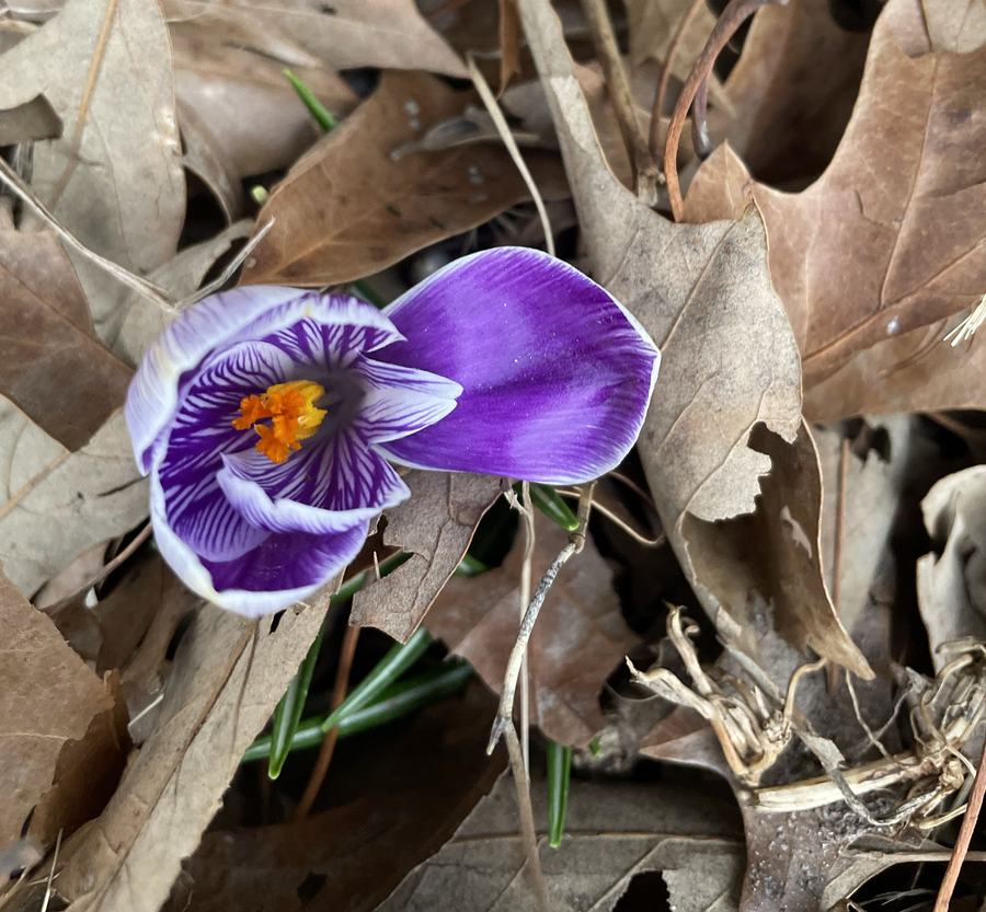Emerging Crocus 