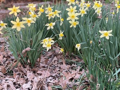 Daffodils