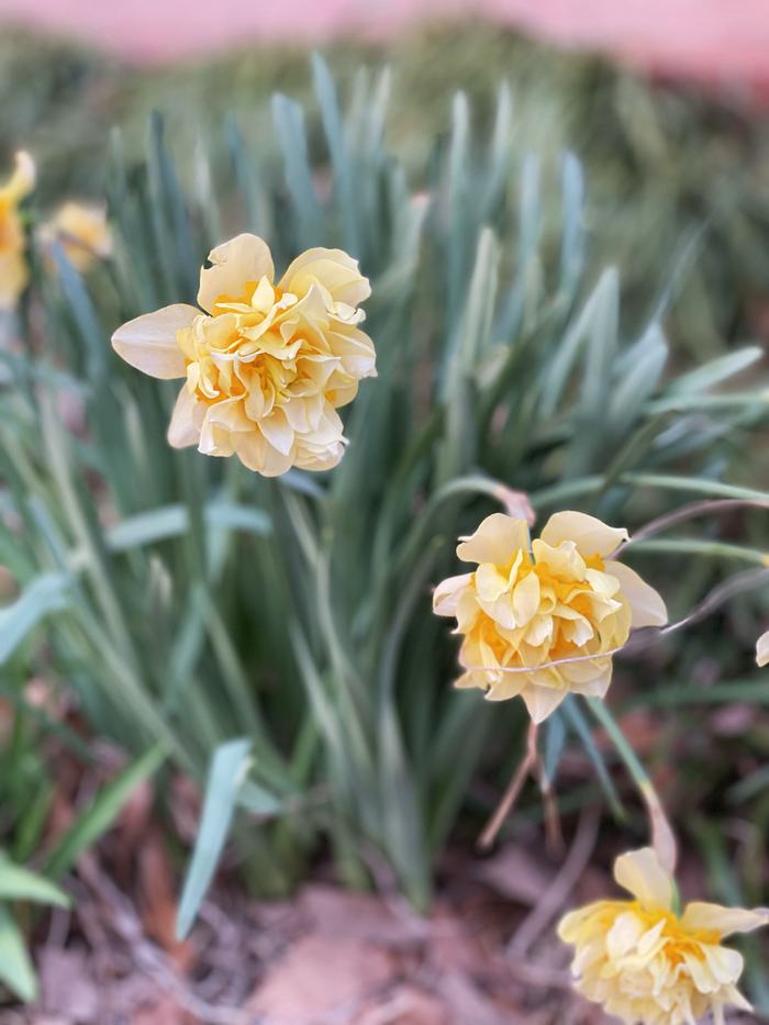 Double Daffodils