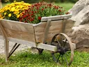 Fall Flowers in Decorative Wheelbarrow