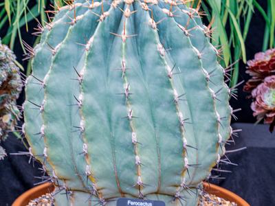 Large potted cactus with glaucus, barrel-shaped body.