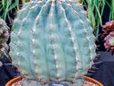Large potted cactus with glaucus, barrel-shaped body.