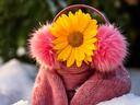 Sunflower wearing pink fuzzy earmuffs and a pink knit scarf sitting in snow