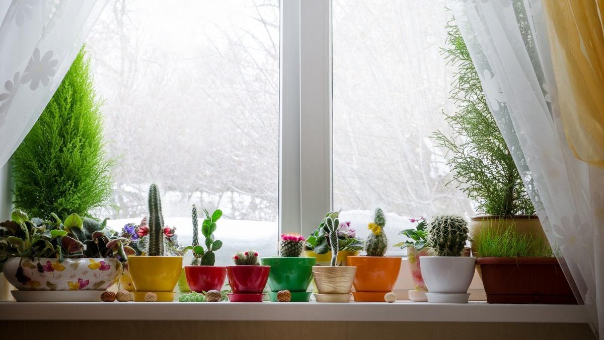 Succulents sit in a window with snow outside.