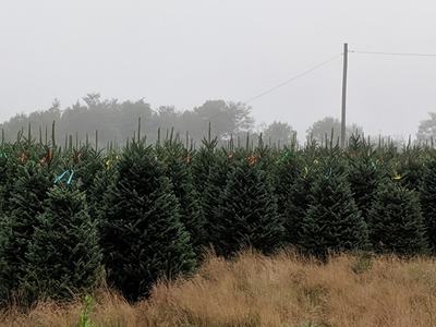 Picture of field of Fraser Fir Christmas Trees