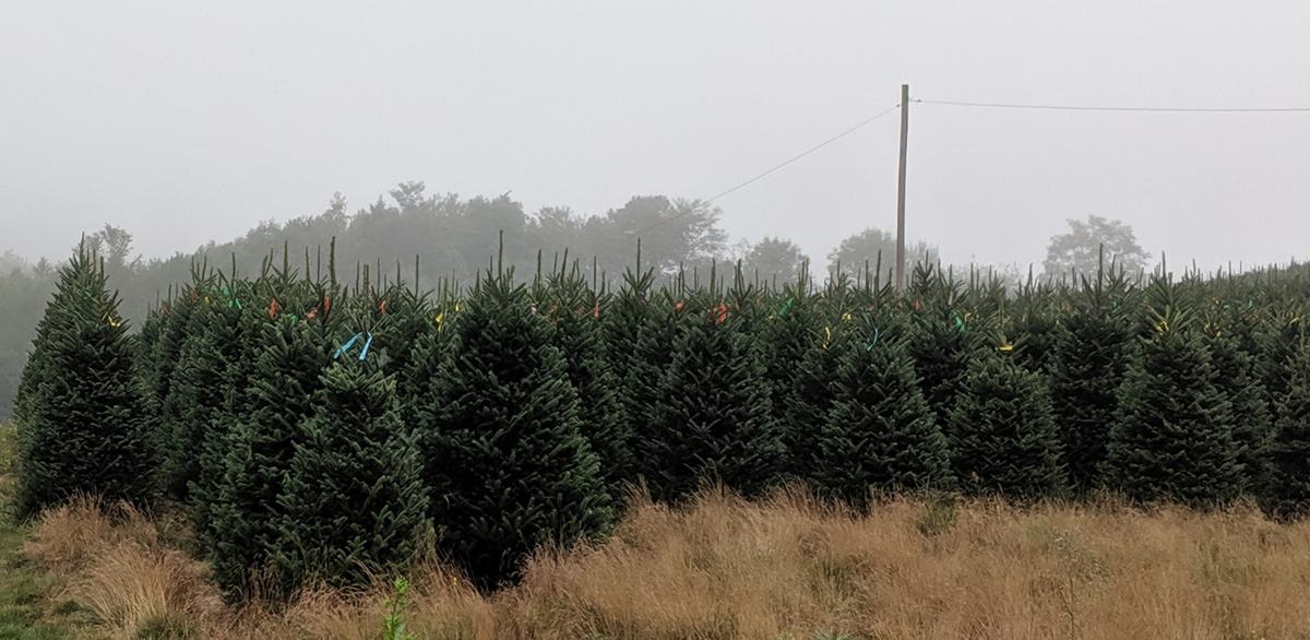 Picture of field of Fraser Fir Christmas Trees