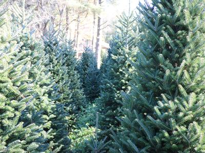 Christmas tree farm