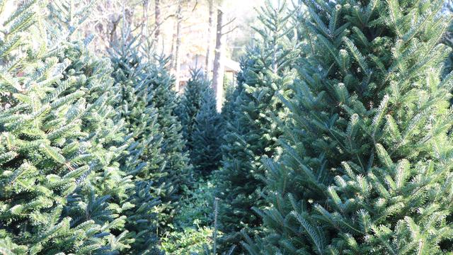 Christmas tree farm