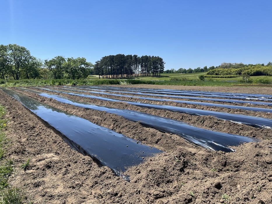 plastic mulch covered rows in a pasture. 