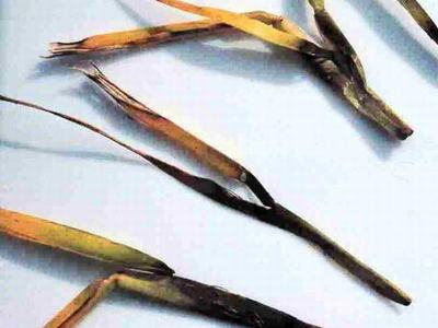 Close-up of grass blades on a white background, displaying symptoms of large patch disease, with yellowing at the tips.