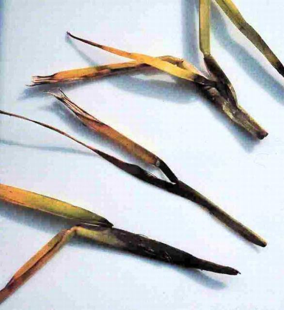 Close-up of grass blades on a white background, displaying symptoms of large patch disease, with yellowing at the tips.