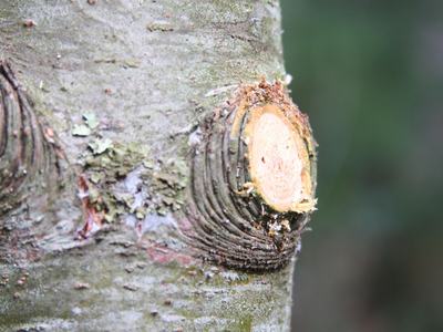 An example of a correct pruning cut: The branch collar remains intact, and the cut was made back to the trunk or a healthy lateral branch, promoting proper healing and growth.