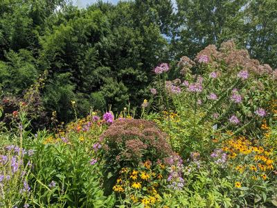 a garden with perennials