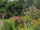 a garden with perennials