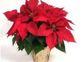 Christmas Poinsettia