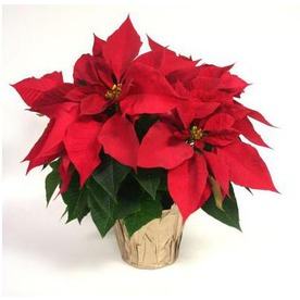 Christmas Poinsettia