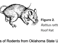 Rodents on the farm