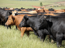 brown and black cows in pasture