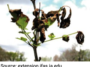 Frozen/Dead Plant Leaves