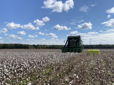 Hertford Co Cotton