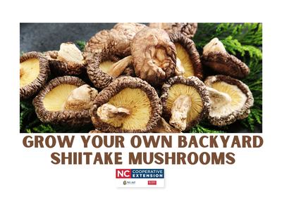 Shiitake Mushrooms