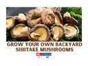 Shiitake Mushrooms