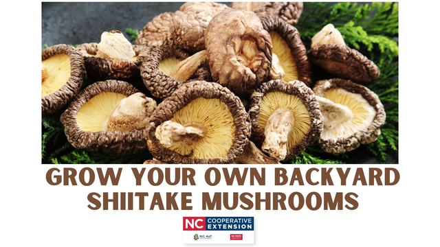 Shiitake Mushrooms
