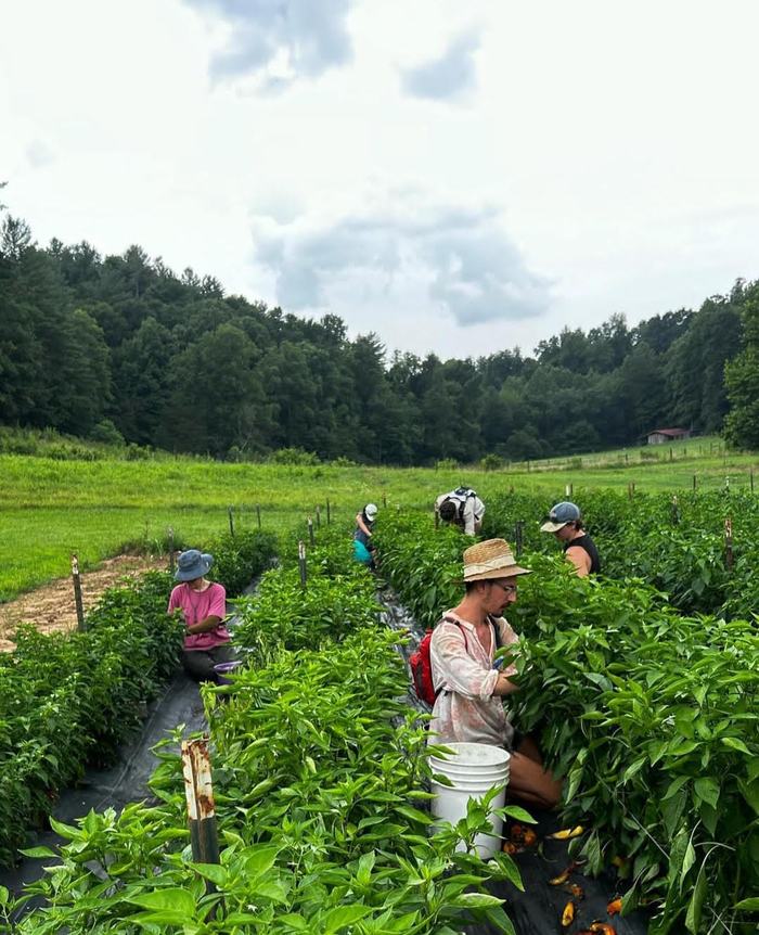 Workers harvesting peppers in planted rows in a field with forested hills in background