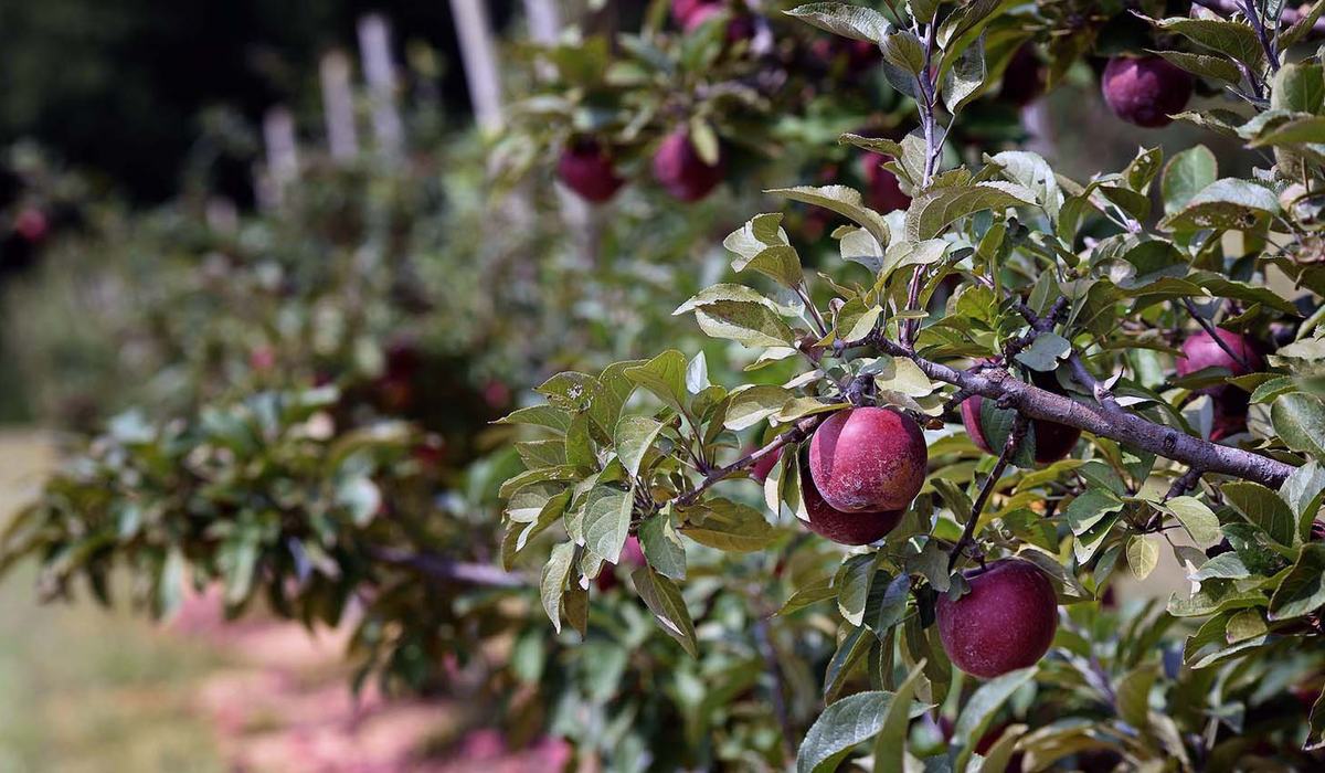Hope After Helene: Extension Promotes Resilience, Renewal for N.C ...
