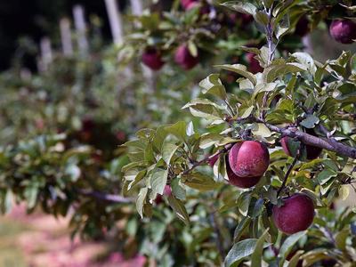 NC State Extension helping Western North Carolina WNC apple growers in aftermath of Hurricane Helene