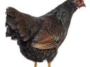 Barnevelder Hen